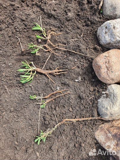 Кустарник Гипсофила бледно-розовая