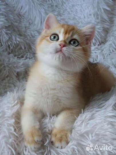 Британский мальчик, золотая шиншилла