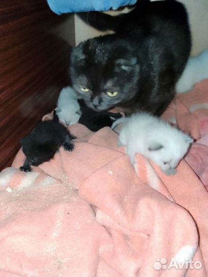 Кошка в дар бесплатно
