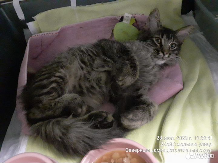 Добрый домовёнок молодой кот 4 мес