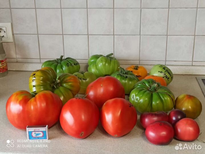 Коллекционные семена томатов,высылаю почтой