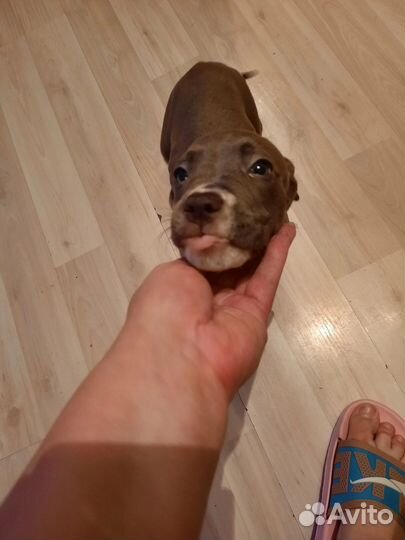 Собака питбуль