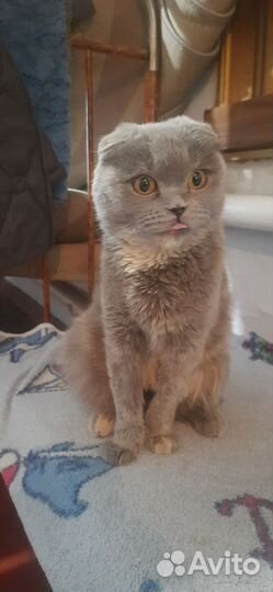 Шотландская кошка