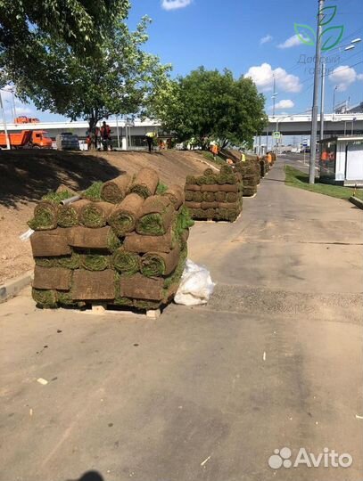 Рулонный газон с укладкой