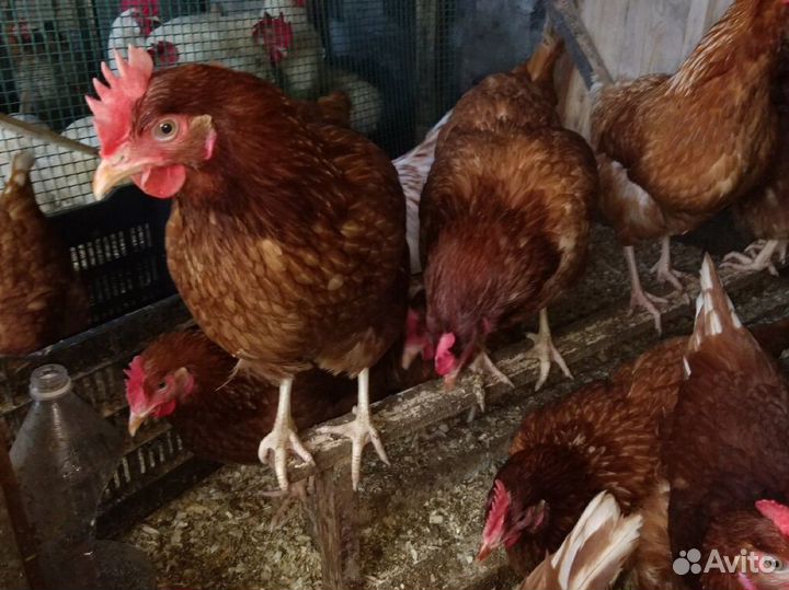 Несушки молодые