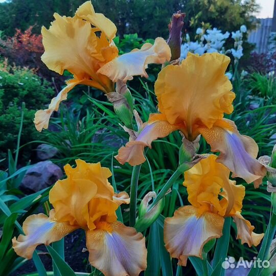 Ирисы бородатые