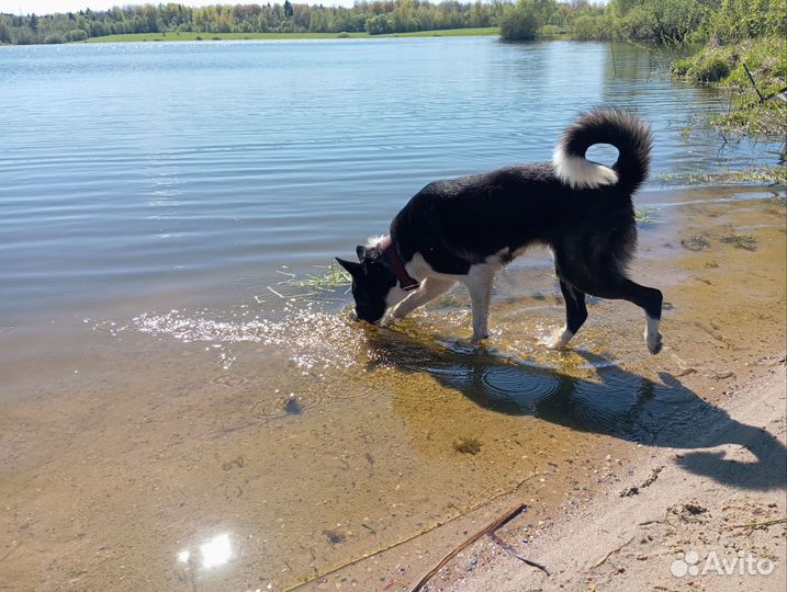 Щенок бордер -колли