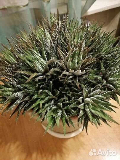 Хавортия жемчужная