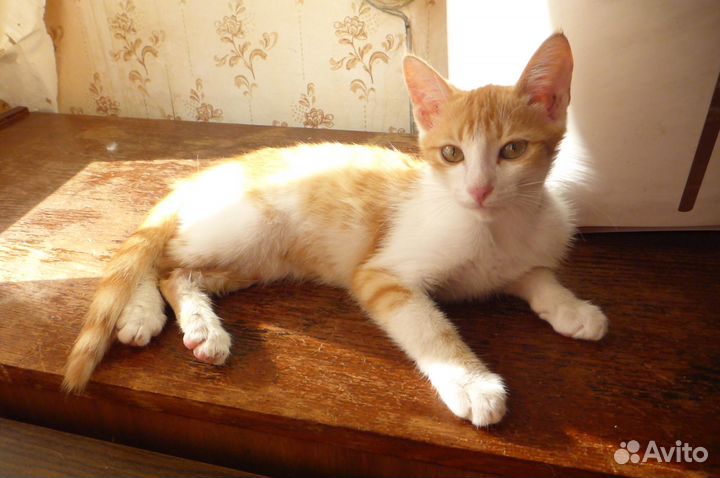 Котенок Рыжик