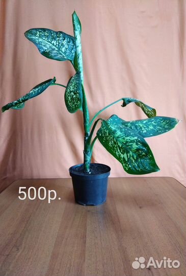 Фикус каучуконосный Диффенбахия