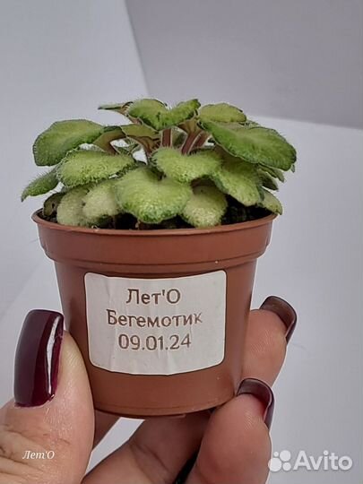 Листовые химеры, мини-фиалки