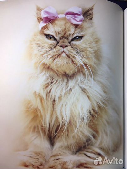 Книга. 101 котомодель
