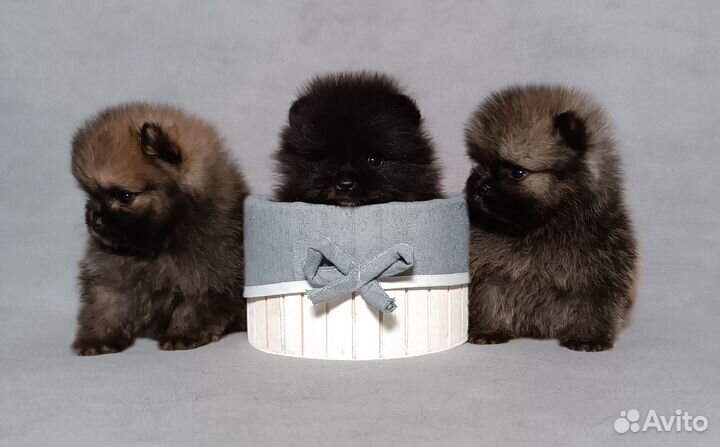 Померанский шпиц