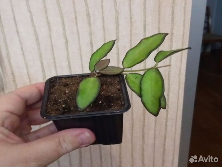 Бегония, монстера Манки,хойя