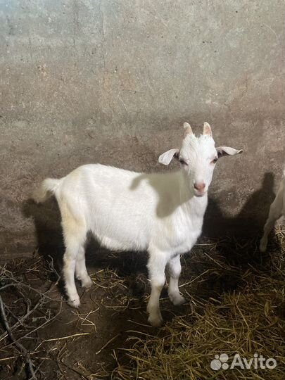 Козел 4 месяца