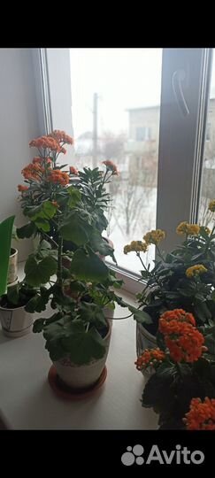Каланхоэ лечебное, цветущее
