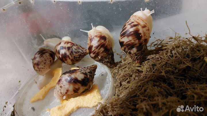 Улитки Ахатина Ретикулята и Мокрицы