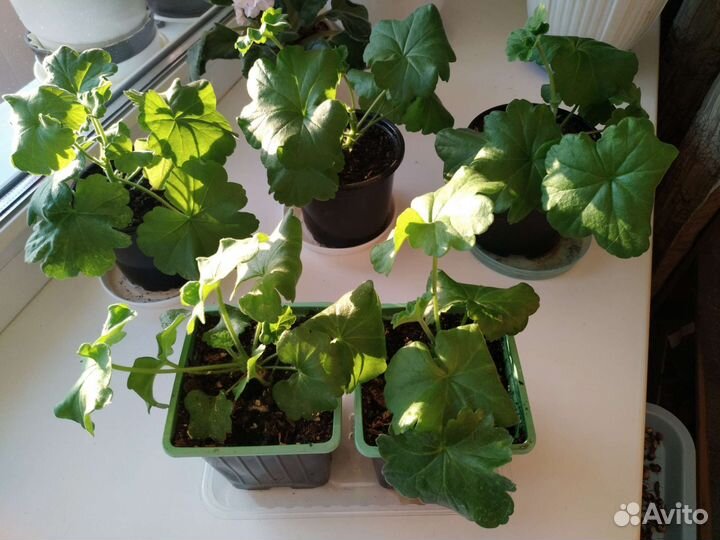 Пеларгония герань сортовая