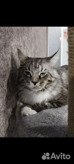 Мейн кун вязка