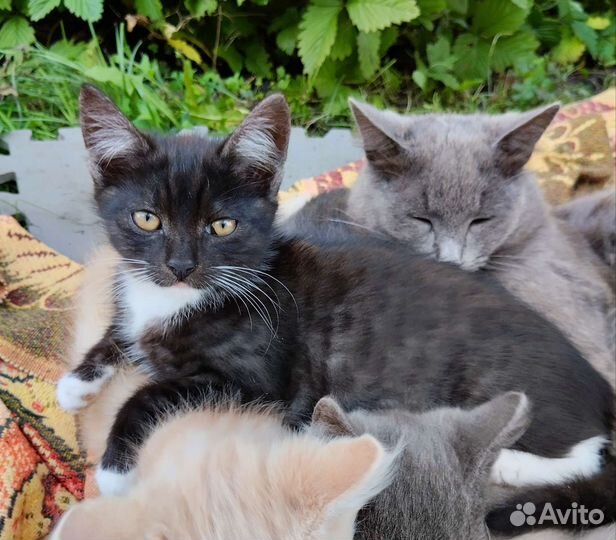 Котята в добрые руки рыжий серый чёрный кот