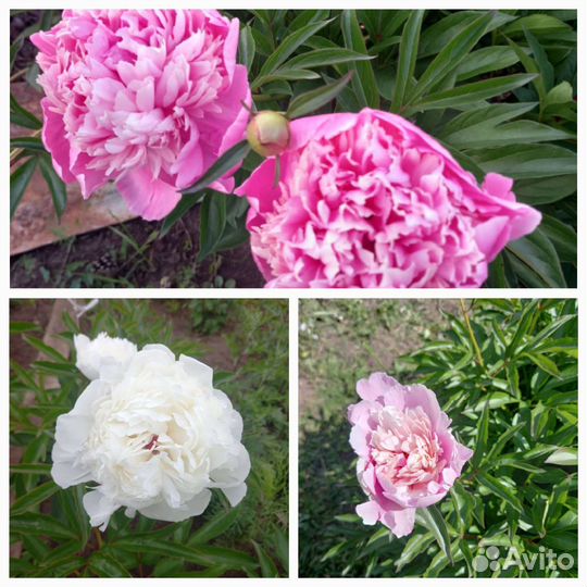 Хризантемы, дельфиниум, ромашка