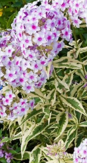 Флокс вариегатный Дарвин Джойс