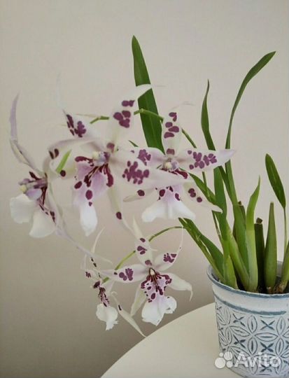 Орхидея Беаллара