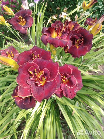 Цветы лилейники