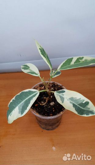 Комнатные растения сортовые