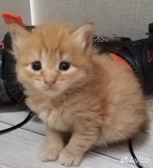 Котодетки в добрые руки