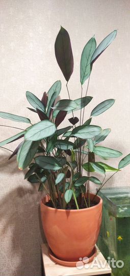 Комнатное растение ктенанта