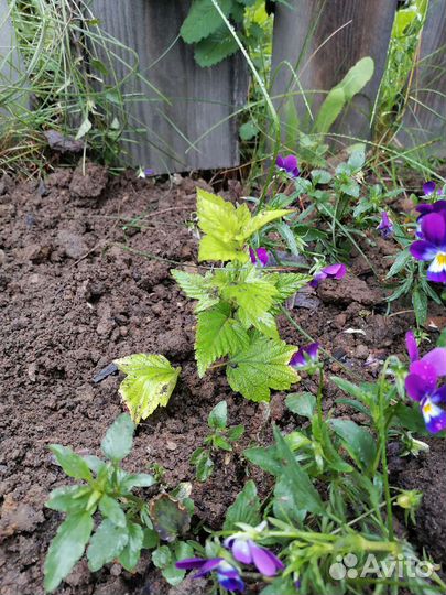 Золотистый пузыреплодник