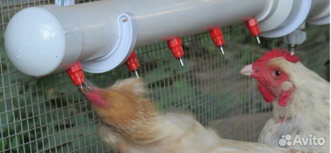 Для кур, уток и гусей
