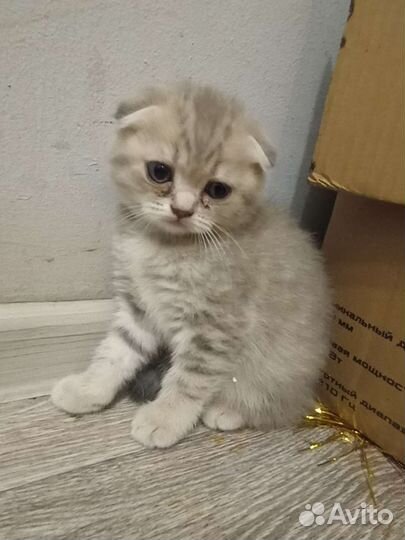 Шотландская вислоухая кошка