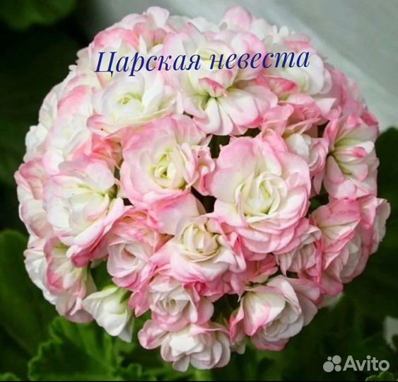 Сортовые Пеларгонии (герани)