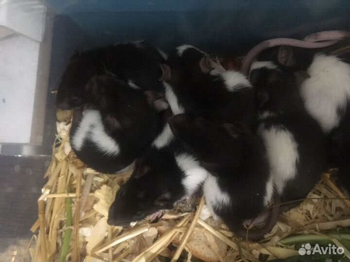 Декоративные крысята