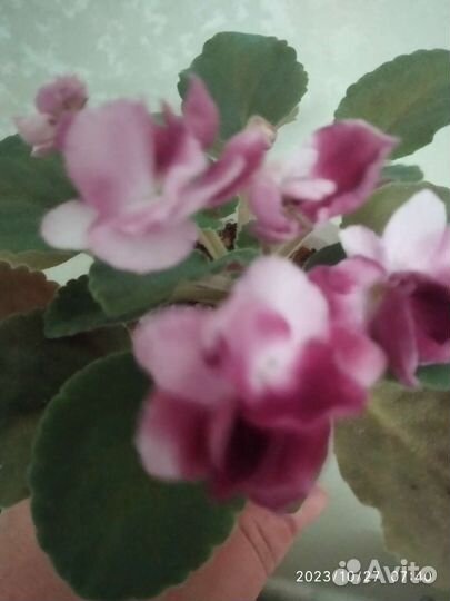 Mac’s Southern Springtime(мини)