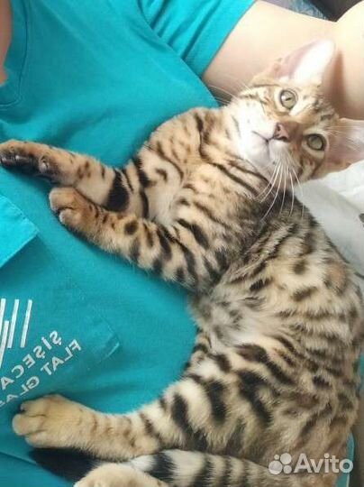Бенгальский котенок в добрые руки