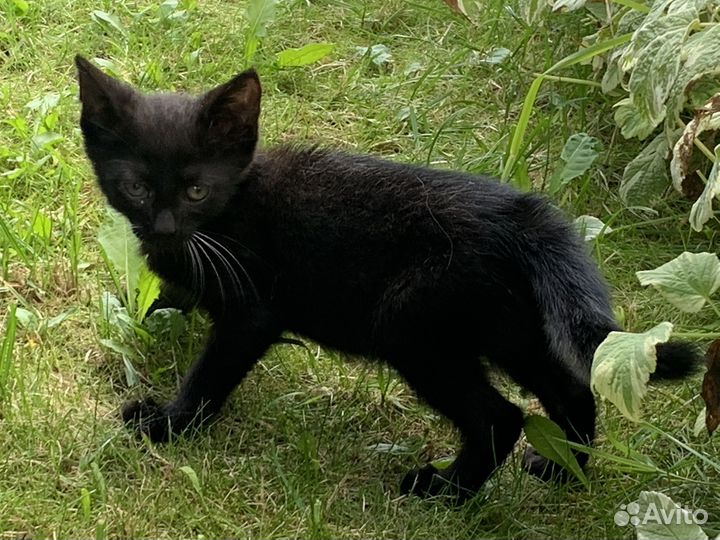 Черный котенок в добрые руки