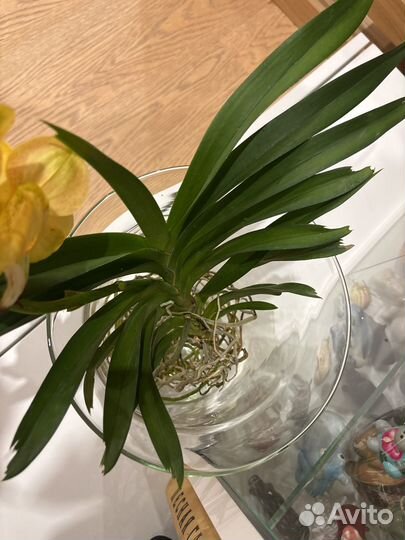 Орхидея ванда