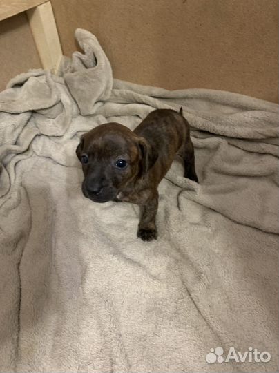 Щенки бесплатно