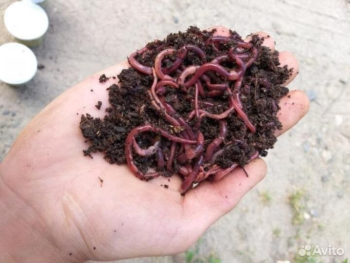 Черви навозные для рыбалки