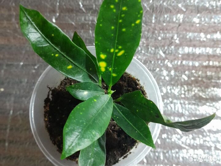 Кротон Батик