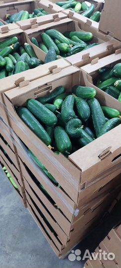 Огурцы, помидоры