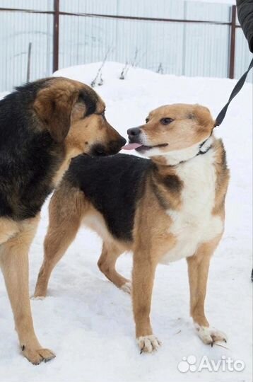 Маркиза ищет любящую семью