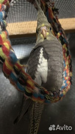 Продам пару Корелл. мальчик и девочка