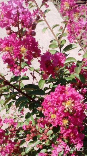 Лагерстремия, или Индийская сирень