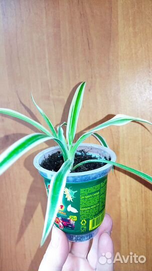 Детки хлорофитума