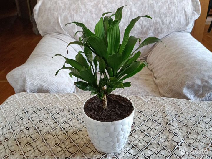 Драцена (пальма)