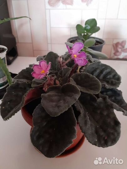 Фиалки,алое,каланхое,толстянка